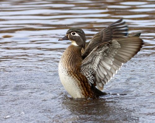 wood duck female wildlife