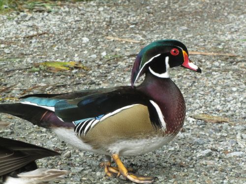 wood duck drake waterfowl