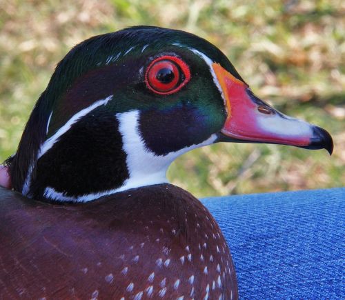 wood duck bird profile