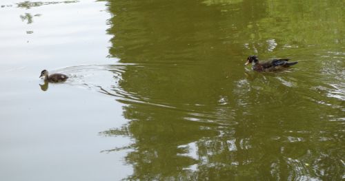 Wood Duck &amp; Duckling 1