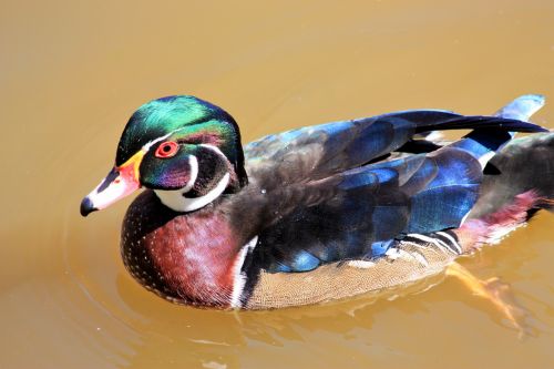 Wood Duck Swimming