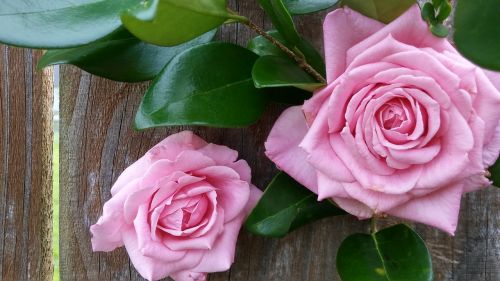 wood fence background pink roses blush color