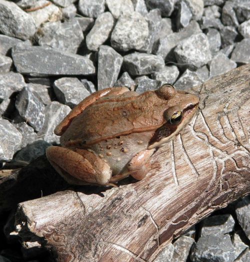 wood frog lithobates sylvaticus most northern frog