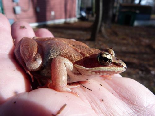 wood frog pink amphibian