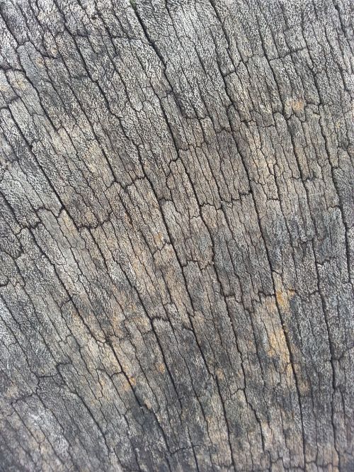 wood grain wood grain
