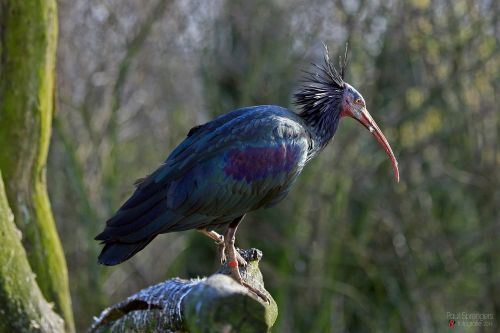 wood ibis ibis animal garden