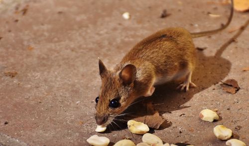 wood mouse nager cute