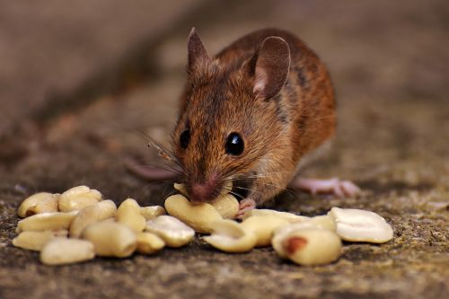 wood mouse rodent nager
