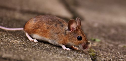 wood mouse rodent nager