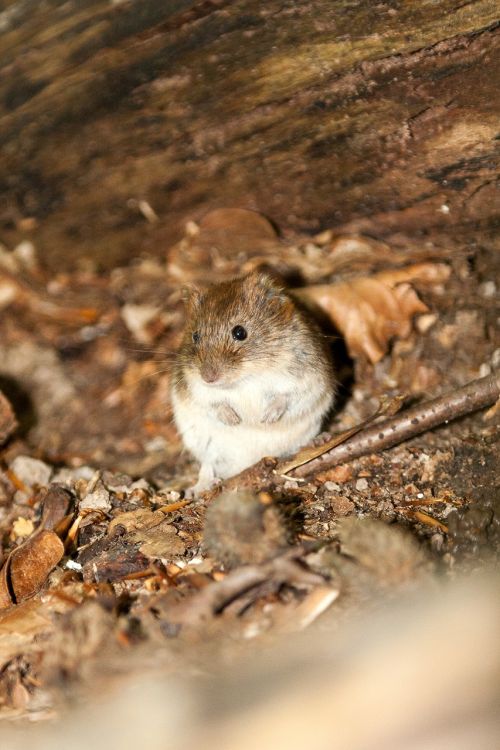 wood mouse mouse nature