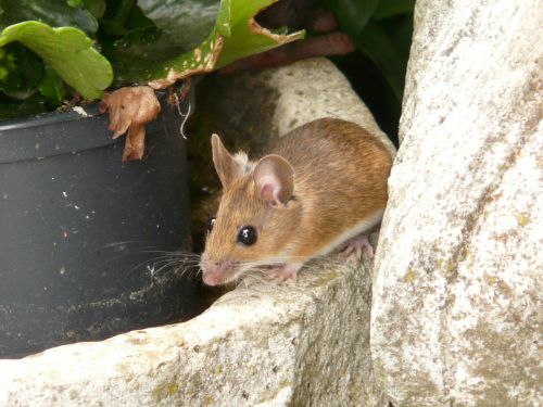 wood mouse apodemus sylvaticus mammal