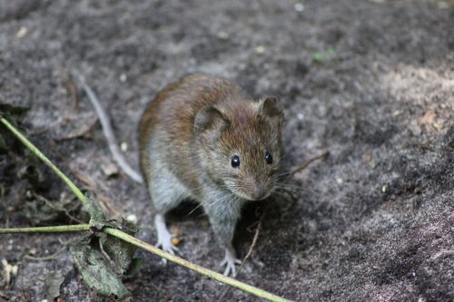 Wood Mouse Front Close Up
