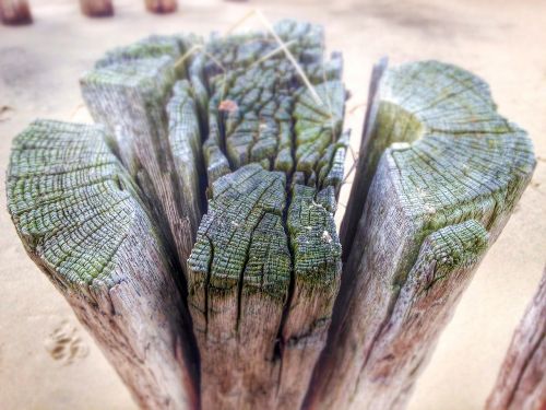 wood pile beach wood