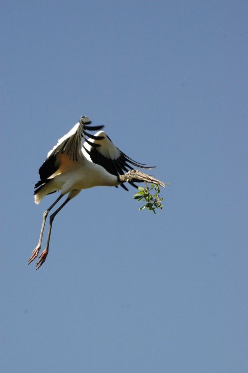 wood stork bird flying