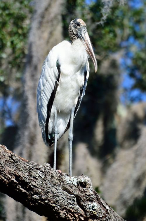 wood stork wildlife bird