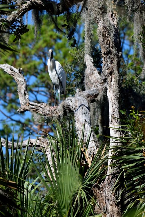 wood stork bird wildlife