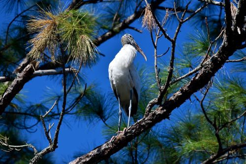 wood stork bird wildlife