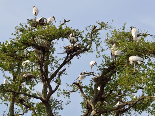 wood storks wildlife nesting