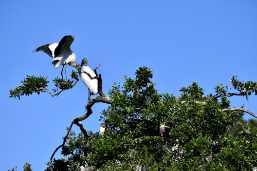wood storks wildlife stork