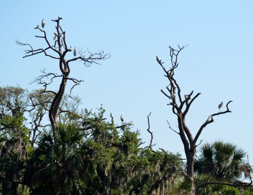 Wood Storks In The Wild