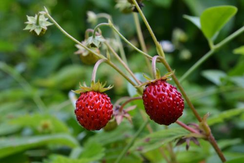 wood strawberry fruit bio