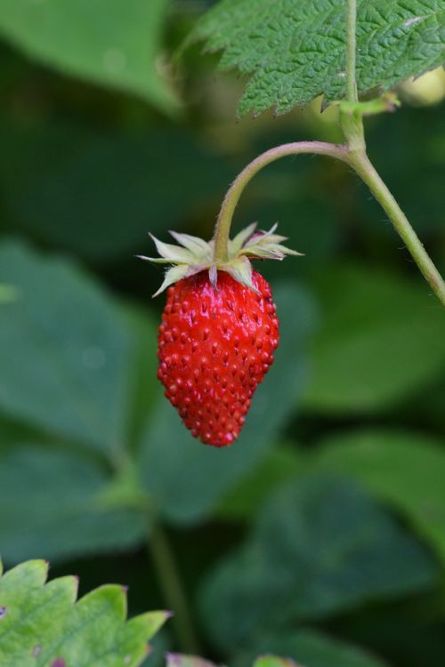 wood strawberry berry bio