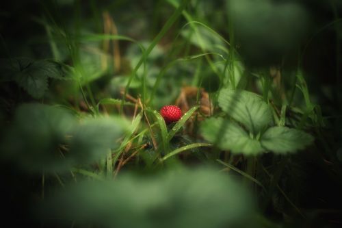 wood strawberry berry strawberry