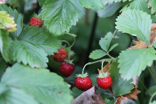 wood strawberry strawberries plant