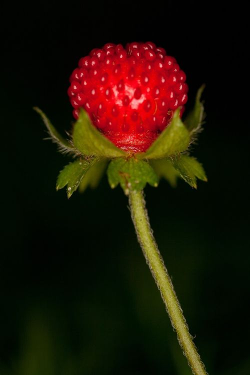 wood strawberry close forest fruit