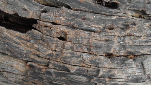 Wood Texture