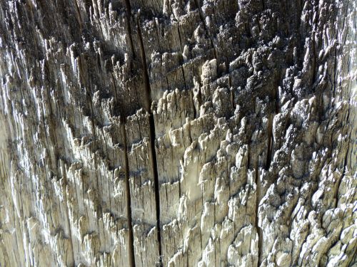 Wood Texture