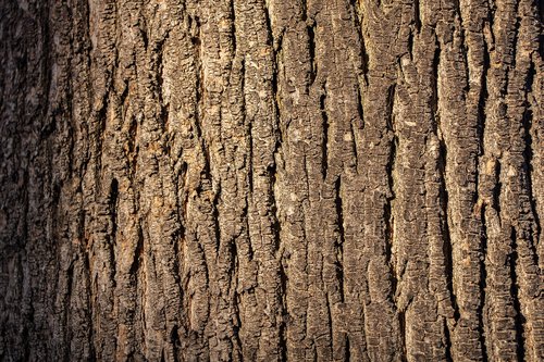 wood texture  wood  tree