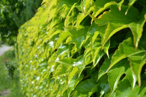 woodbine hedge nature