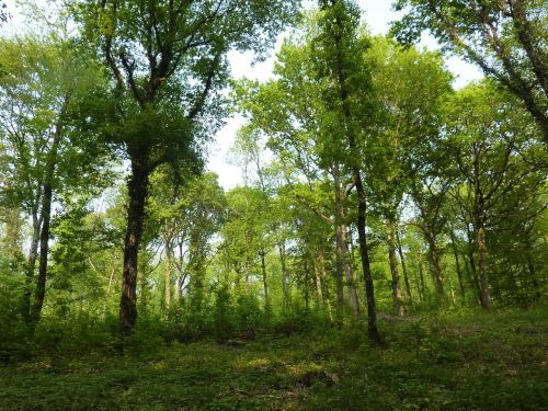 wooded landscape wood under wood