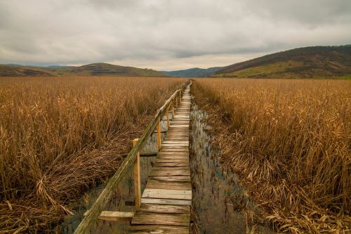 wooden bridge path