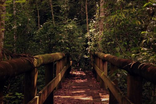 wooden bridge nature
