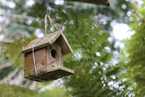 wooden  bird house  nest