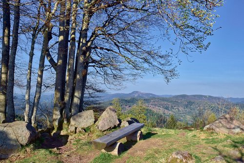 wooden bench  park bench  look further