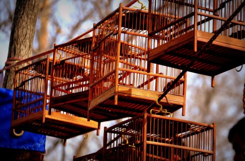 Wooden Bird Cages