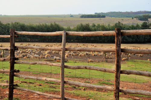 Wooden Fence