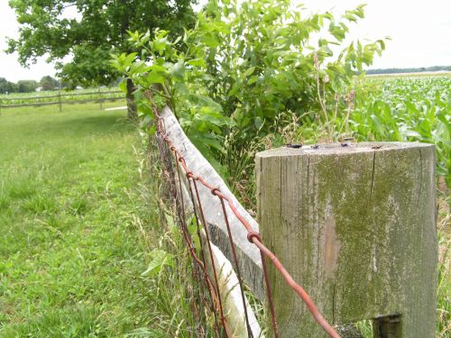 Wooden Fence &amp; Tree