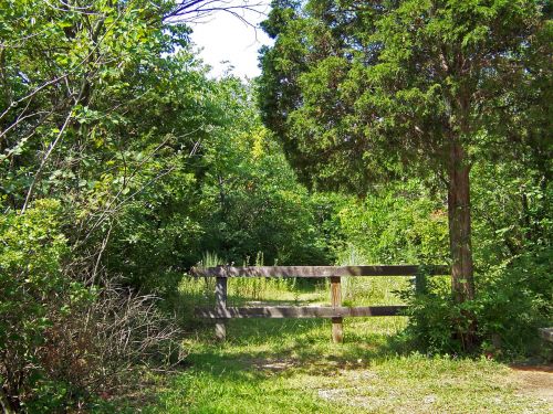 Wooden Fence And Trees