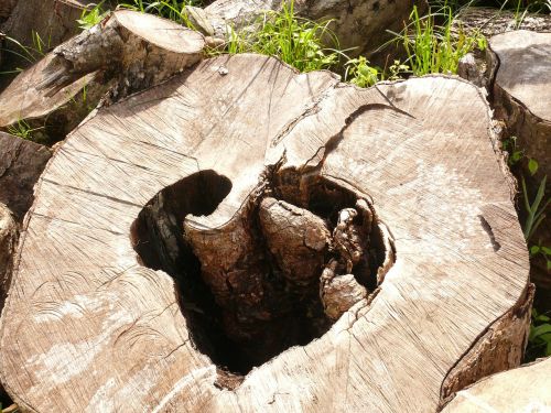 wooden heart log nature