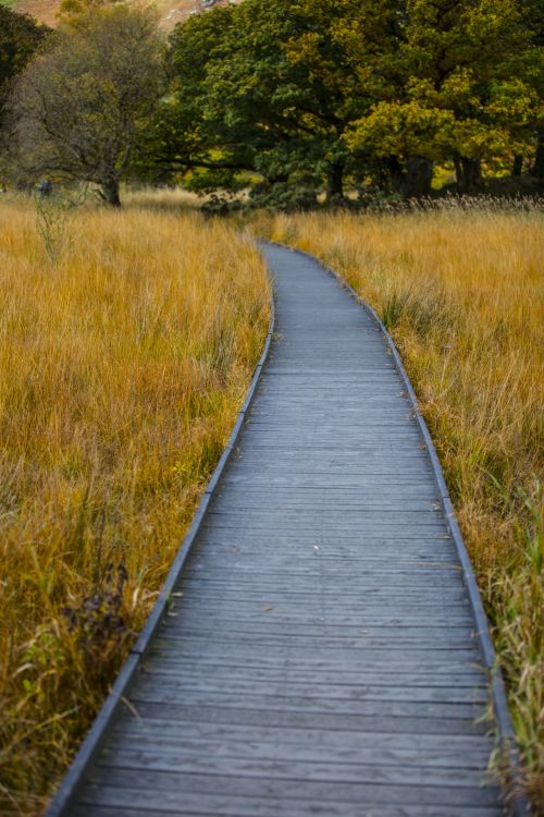 Wooden Pavement And Autumn Grass