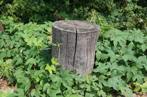 wooden stump column green
