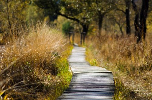 wooden track web away