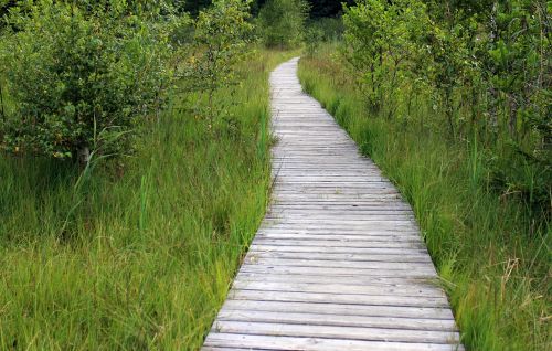 wooden track away path