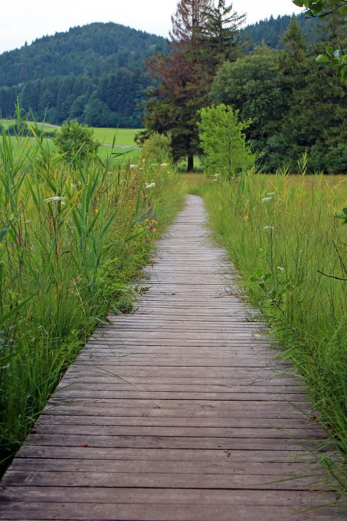 wooden track away path