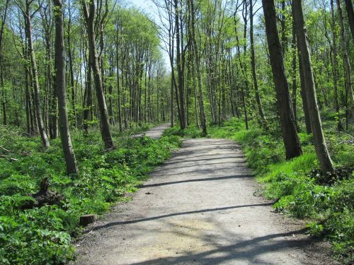 woodland path direction