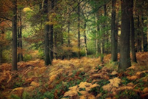 woodland forest autumn